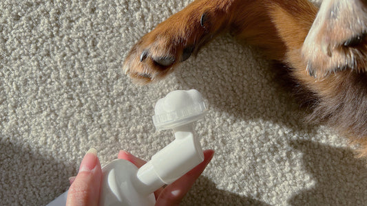 5 Benefits of Pawlosophy's Paw Cleansing Foam