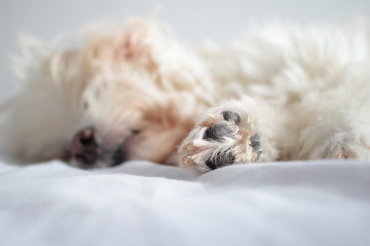 Frito Feet Prevention: How to Keep Your Dog's Paws Clean and Healthy - A Guide for Dog Owners